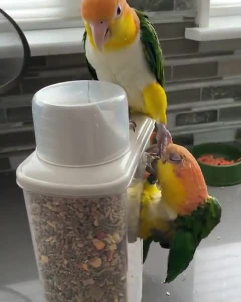 Bird world funny video 15