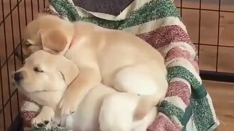 A puppy in a kennel.