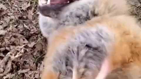 Fox Laugh Funny Animal Moment 😆 🤣 😄