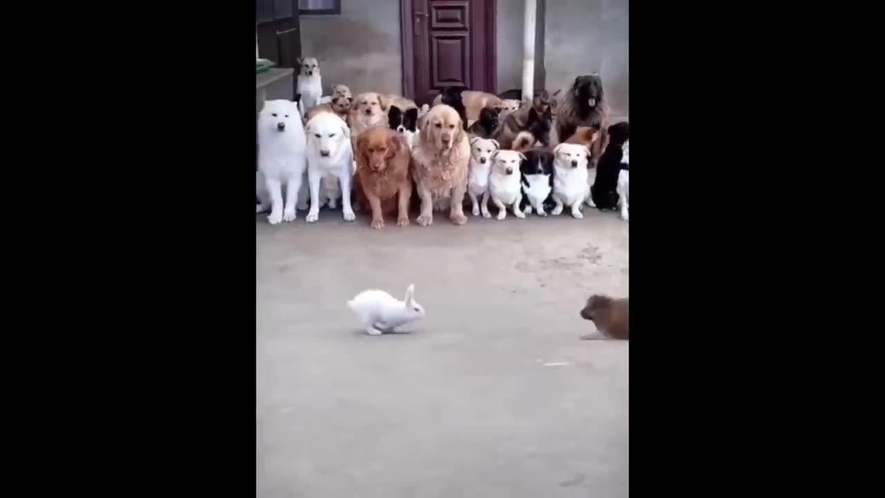 Funniest video of animals