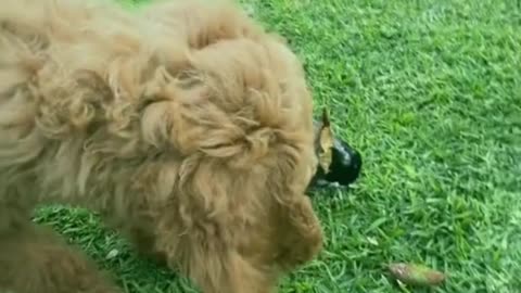 cute and funny animals video from tik tok the best video