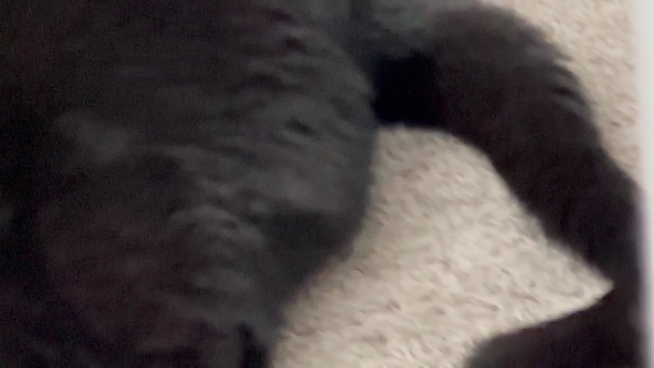 Adopting a Cat from a Shelter Vlog - Cute Precious Piper Does an Unusual Tail When Sleeping