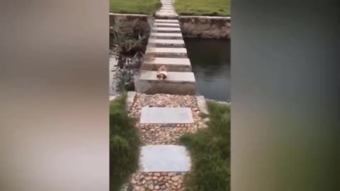 Funny animal's vedio