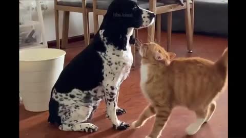 Funny Silly Cats
