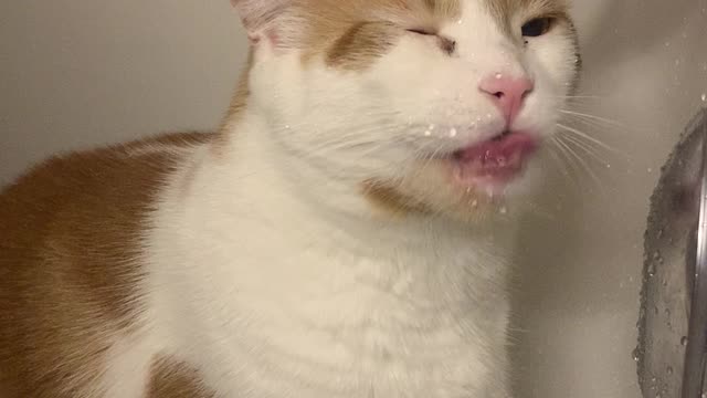 Ginger Cat Loves Drinking From the Faucet