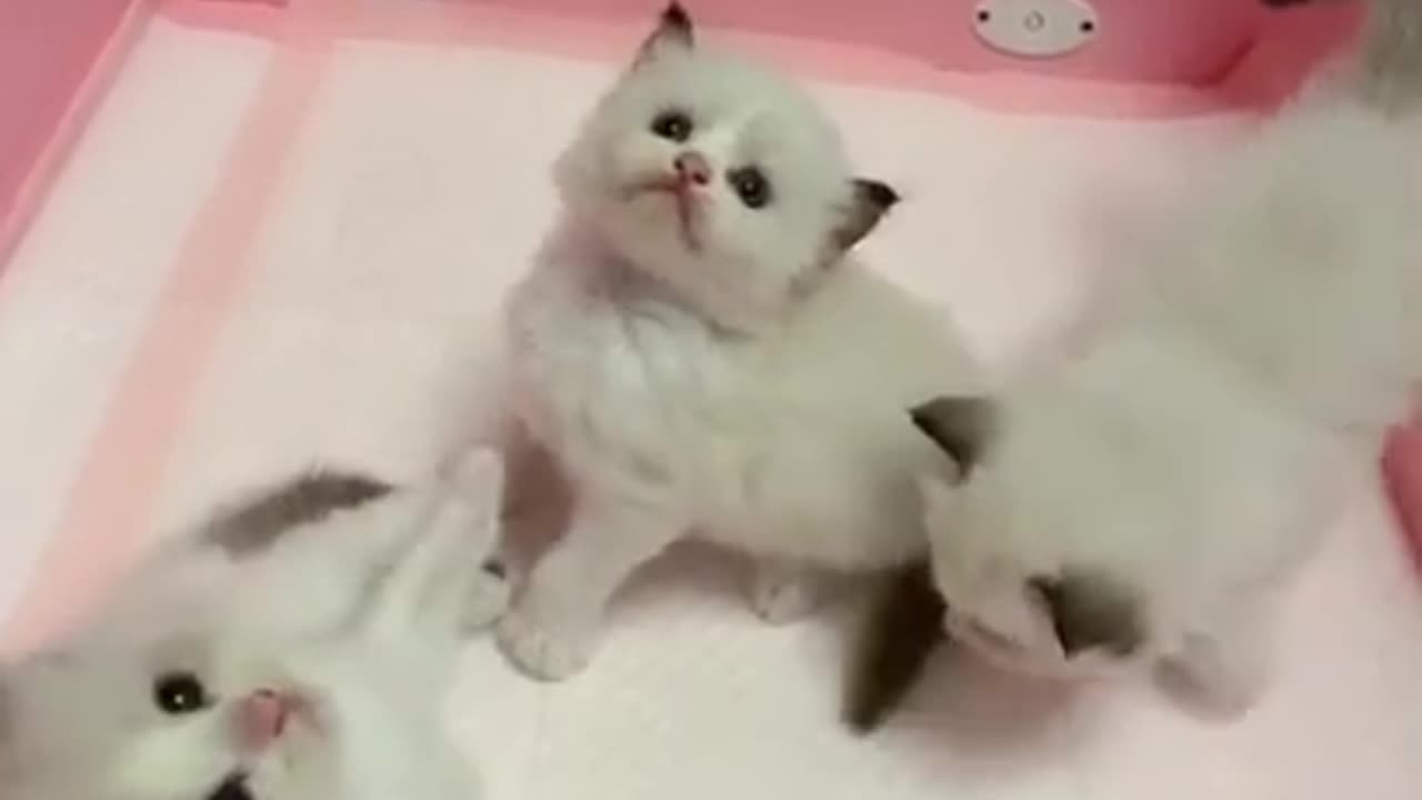 Funny Cat 😺😂 video