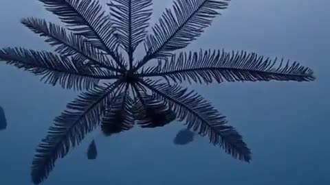 Feather Star (Crinoid)