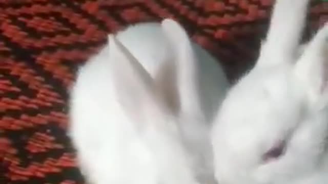 Cute Rabbit - Funny and Cute Baby Bunny Rabbit Videos - Baby Animal Video Compilation - 2022