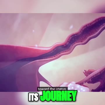 Unlocking the Secrets of the Ovulatory Phase