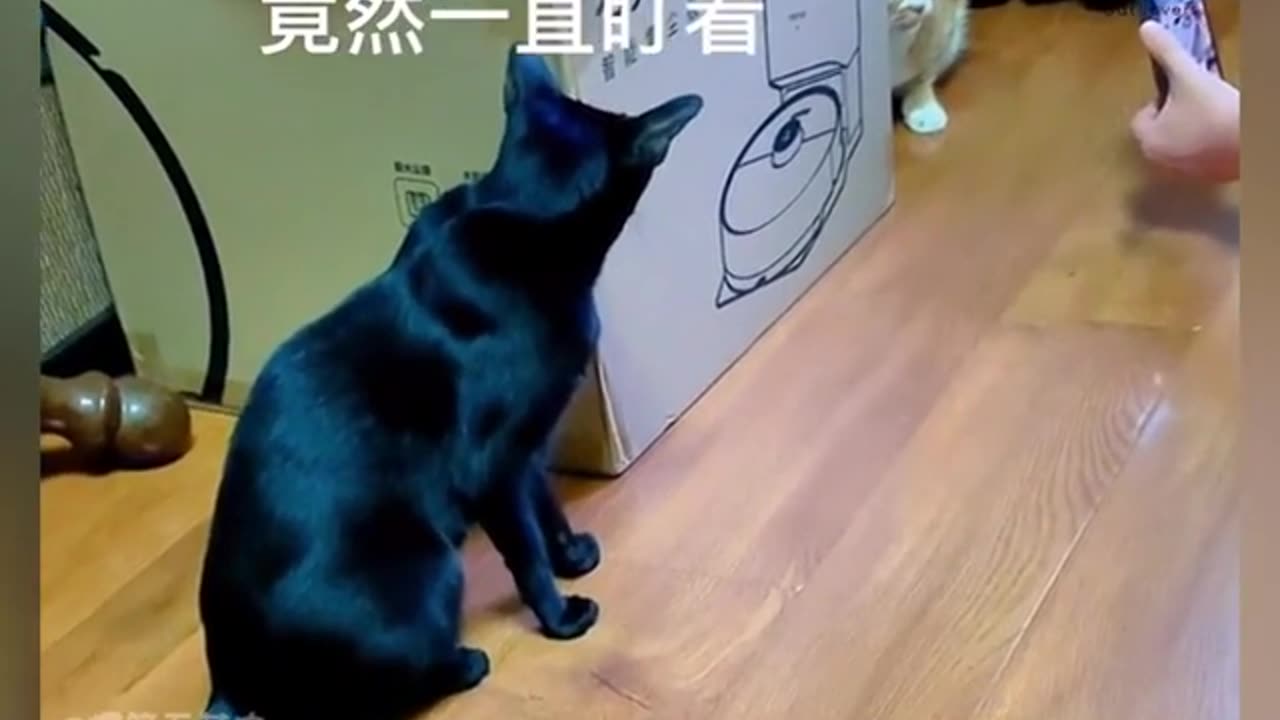 Cats fight for owner cute