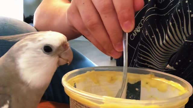 Soup the Cockatiel Head Bangs to Spoon Taps