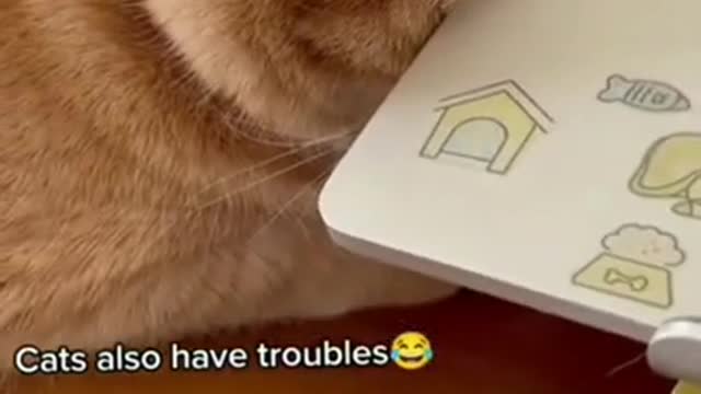 OMG So Cute Cats ♥ Best Funny Cat Videos 2021