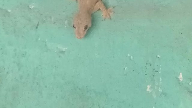 Amazing thing, this animal can produce light on his tail