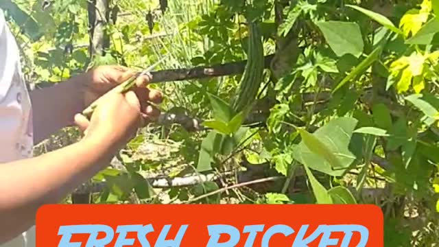 Freshly Picked Veggies for Breakfast