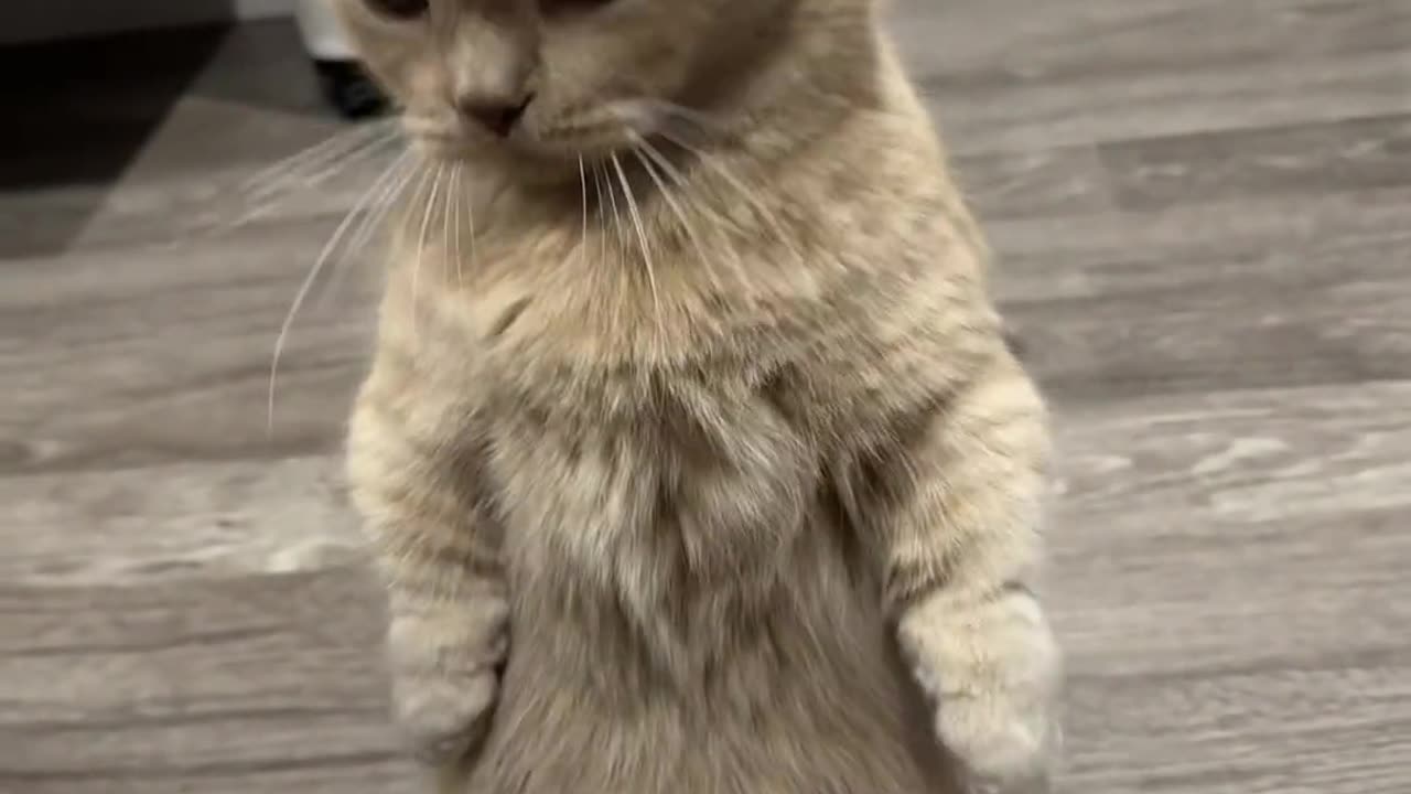 meow meow