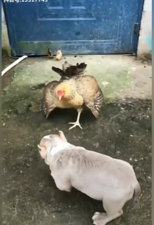 "let's do some games, man ?!", the rooster said :) and the pulldog reacted ...