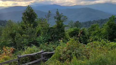 Elk at Cataloochee