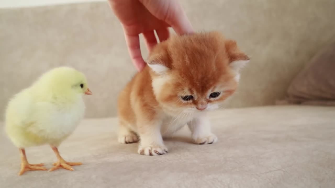 Kitten Walk with a tiny chicken