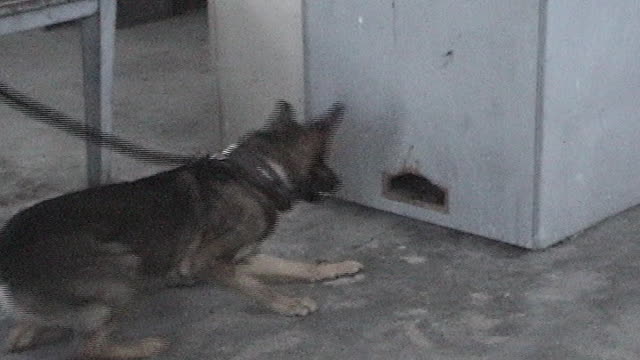Vom Kaiserhofe Dog Training Seminar's