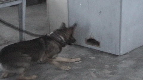 Vom Kaiserhofe Dog Training Seminar's