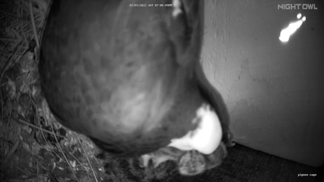 Flock it Farm: Pigeon Nest Cam 1