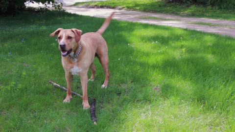 Dog excited