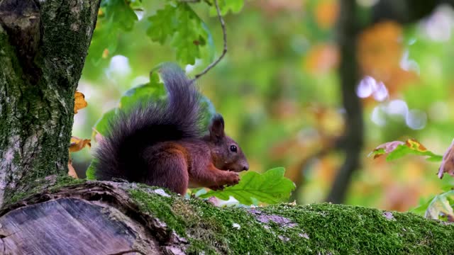 Squirrel eating