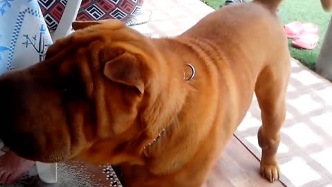 The Top Moments of Clever Canines🐶🐕