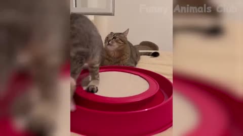 Top 20 Funny Cats And Dogs Videos in the Funniest Animal Videos #19