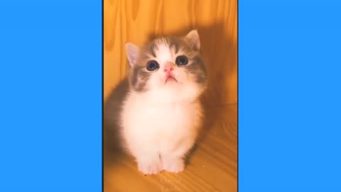 New cute cat video for you