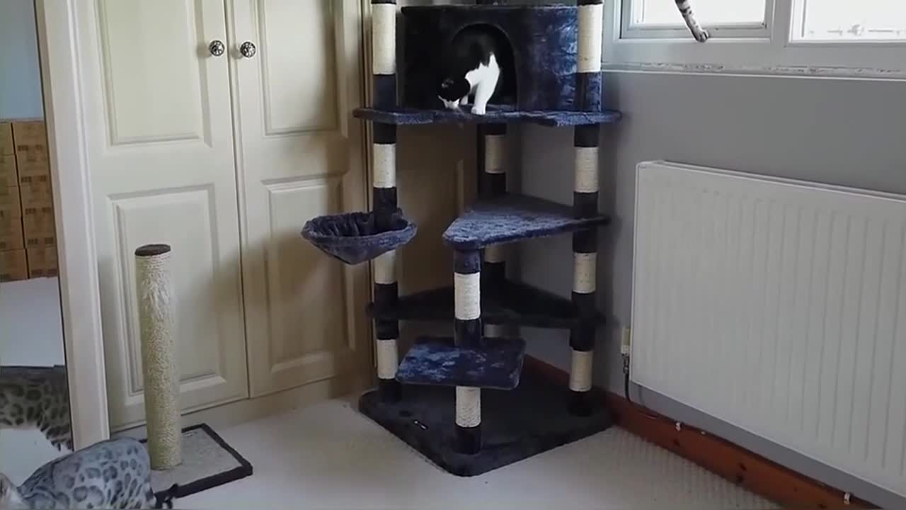 Bengal Kittens React To New Cat Tree