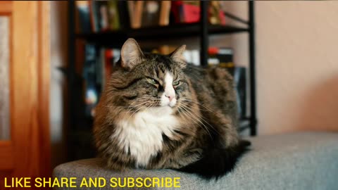 "Beautiful Cat | Stunning Feline | Watch This Cat Just Looking"