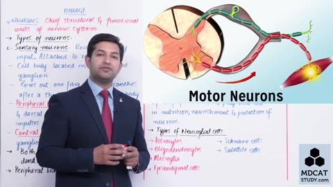 LEC#8 NEURONS