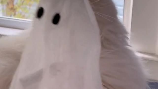 Halloween is about playing the Halloween cat cat stick!