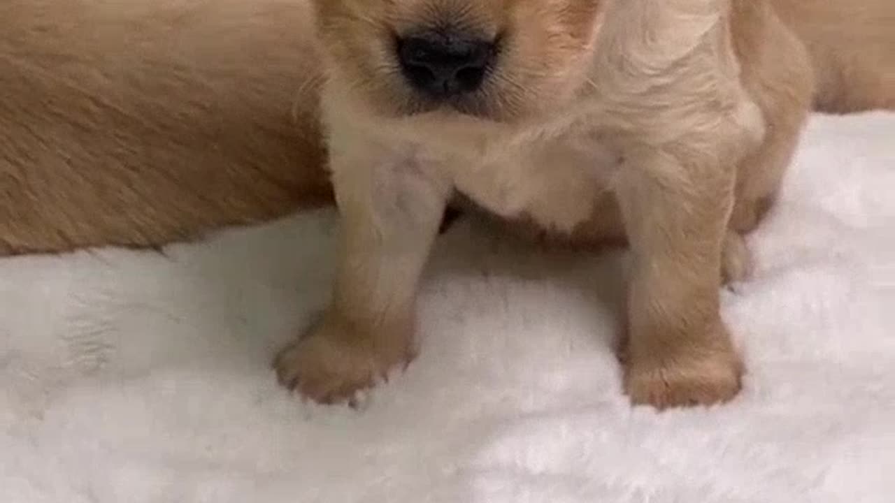 Very Funny Dog Videos – The Top VIRAL Funny Dog Videos