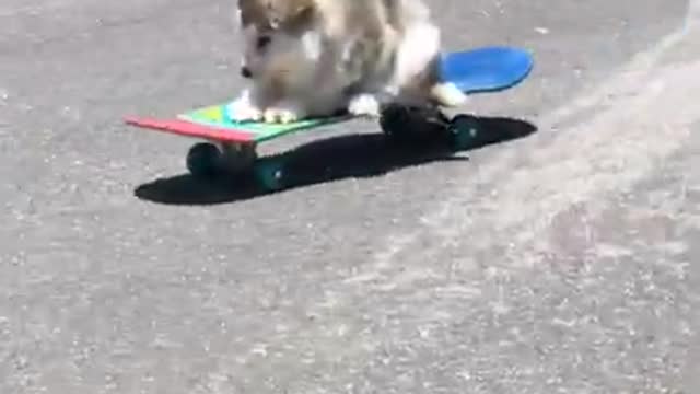 Baby dog rides a skateboard and wants to get down>>