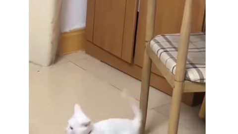 Funny cat jump 360