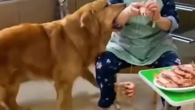 A Good Dog Helping a Baby