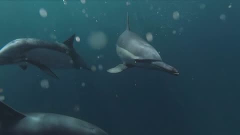Shark Fish sensory organ key to improving navigational skills of underwater robots