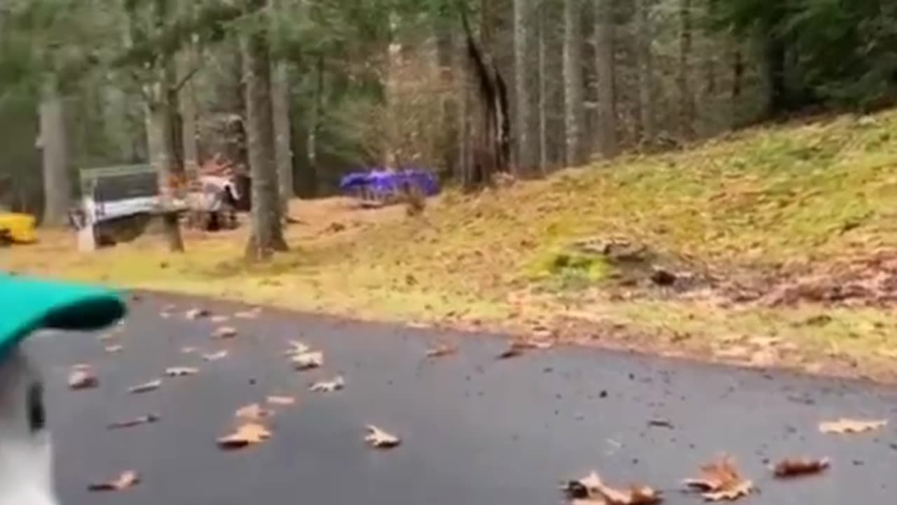 Try not to laugh Funny animals shorts 🤣