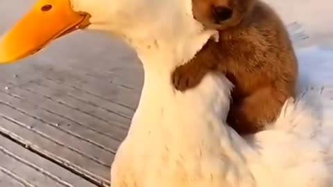 Duck Mother