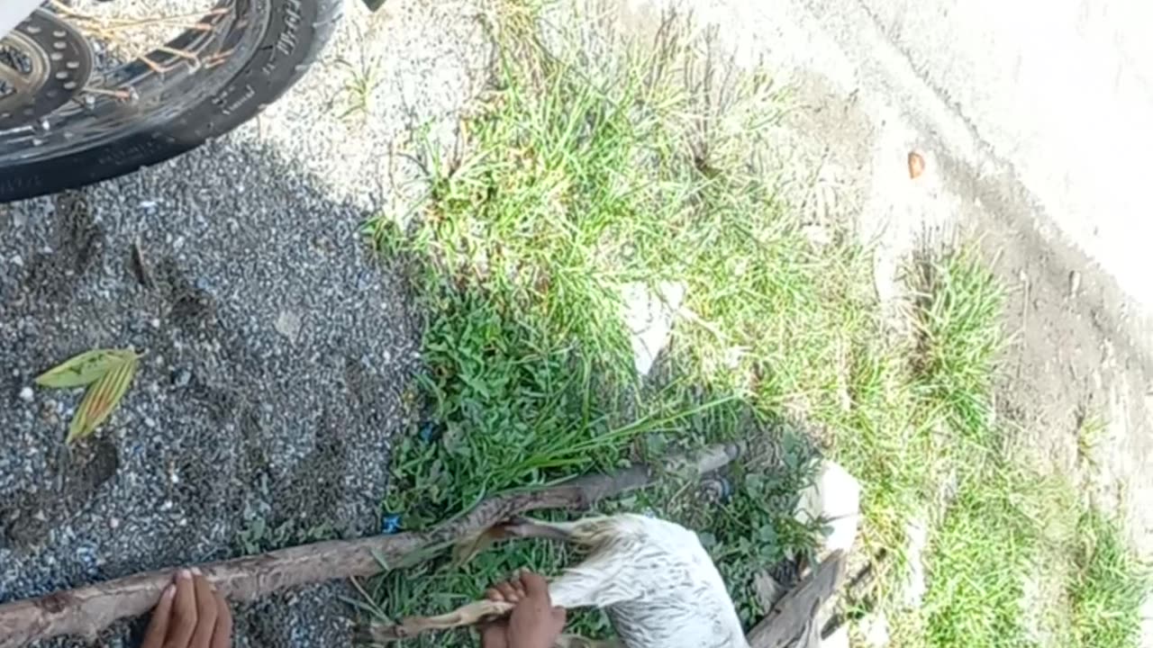 Baby Goat Reunited with Family