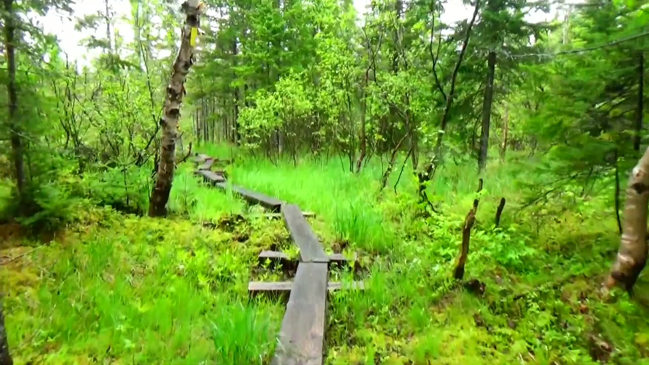 Walk This Way