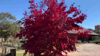 The gorgeous dancing leaves of the Japanese Maples