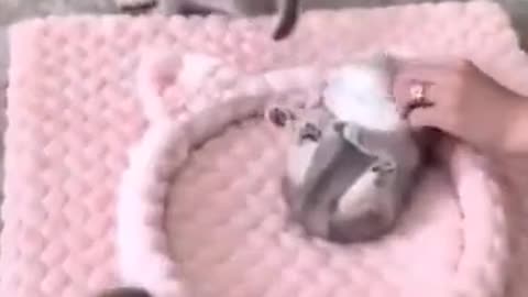So Funny Video!!! Cats So Fun