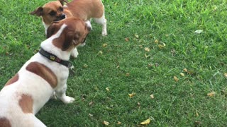 Doggie tuck and roll