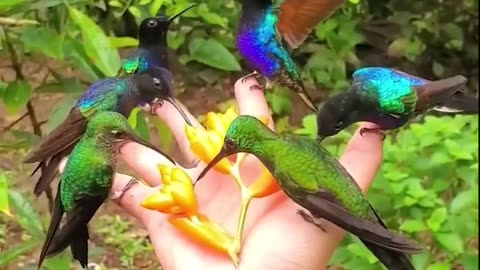 TINY BEAUTIFUL BIRDS