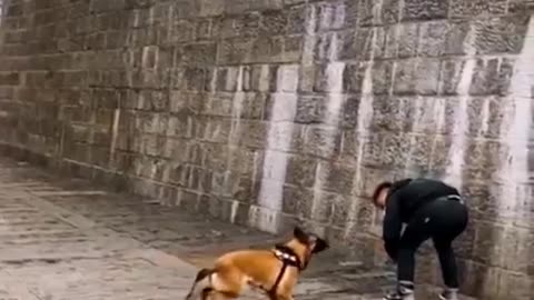 Watch this before buying Belgian Malinois eglish