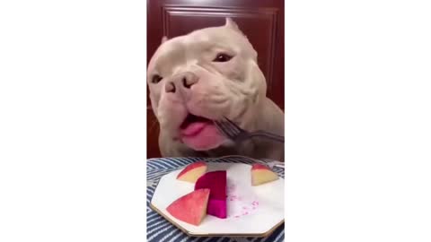 Fruits eaten by an adorable dog that's starving 😊😊