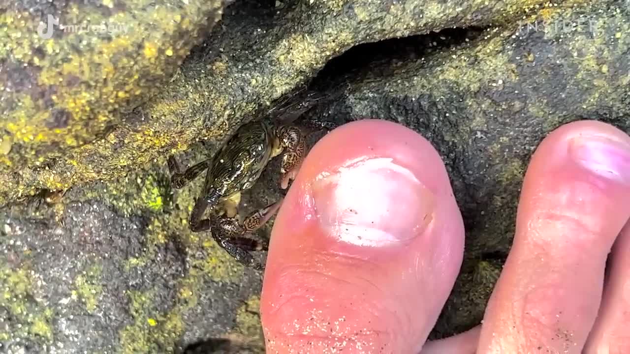 How Crabs Clean Dead Skin From Toes _ Deep Cleaned _ Insider